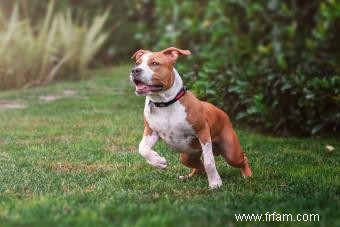 Faits sur l American Staffordshire Terrier pour mieux comprendre votre chiot 