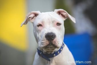 Faits sur l American Staffordshire Terrier pour mieux comprendre votre chiot 