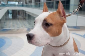 Faits sur l American Staffordshire Terrier pour mieux comprendre votre chiot 