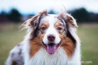 Chiens de berger australien :tout ce que vous devez savoir 