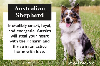 Chiens de berger australien :tout ce que vous devez savoir 