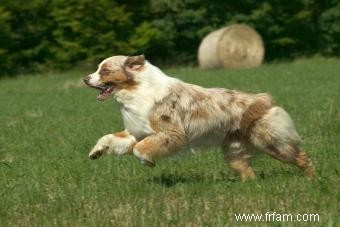 Chiens de berger australien :tout ce que vous devez savoir 