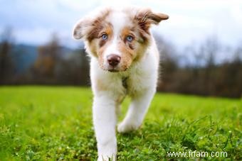 Chiens de berger australien :tout ce que vous devez savoir 