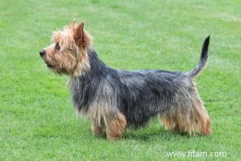 Terrier australien :guide unique du câlin confiant 