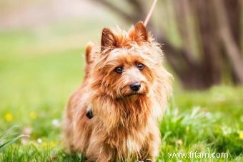 Terrier australien :guide unique du câlin confiant 