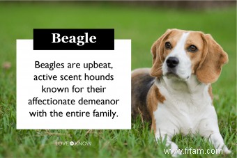 Bases de la race de chien Beagle pour tout savoir 