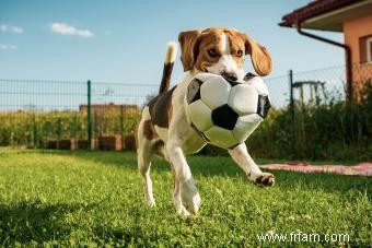 Bases de la race de chien Beagle pour tout savoir 