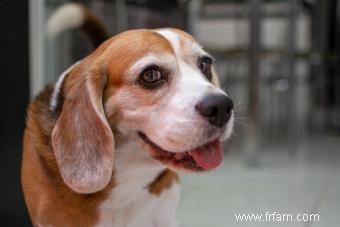 Bases de la race de chien Beagle pour tout savoir 