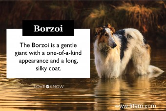 Bases de la race de chien Barzoï (de ses traits à la santé) 