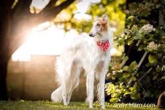 Bases de la race de chien Barzoï (de ses traits à la santé) 