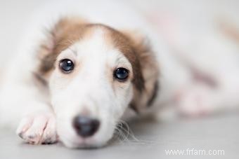 Bases de la race de chien Barzoï (de ses traits à la santé) 