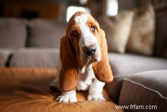 Basset Hound 101 (Tout ce que vous devez savoir) 