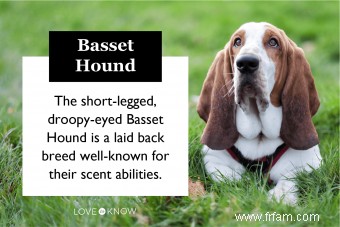 Basset Hound 101 (Tout ce que vous devez savoir) 