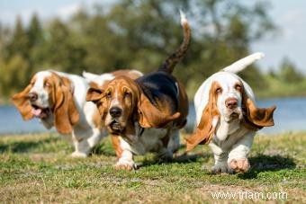 Basset Hound 101 (Tout ce que vous devez savoir) 