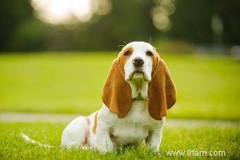 Basset Hound 101 (Tout ce que vous devez savoir) 