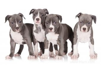 Chiots pit-bull bleu 