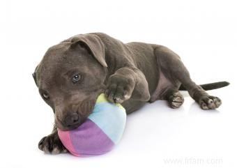 Chiots pit-bull bleu 