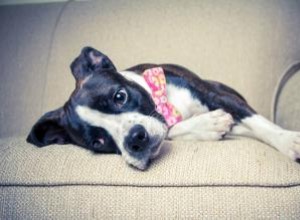 Boglen Terrier Guide d informations, de tempérament et de soins 