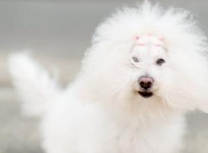 Race de chien bolognais :Profil d un compagnon populaire 