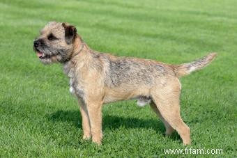 Border terriers :ce que vous devez savoir 