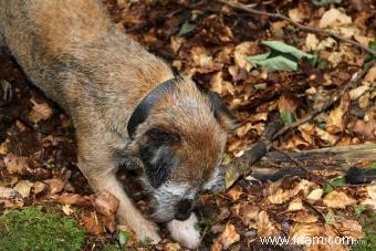 Border terriers :ce que vous devez savoir 