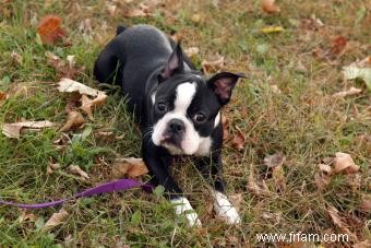 Profil du Boston Terrier :tout ce qu il faut savoir sur la race 