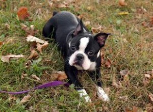 Profil du Boston Terrier :tout ce qu il faut savoir sur la race 