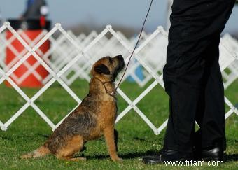 Border terriers :ce que vous devez savoir 