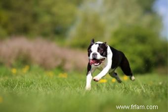 Profil du Boston Terrier :tout ce qu il faut savoir sur la race 