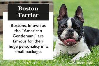 Profil du Boston Terrier :tout ce qu il faut savoir sur la race 