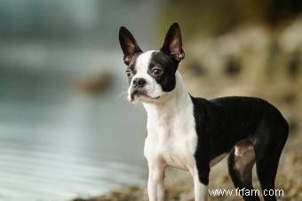 Profil du Boston Terrier :tout ce qu il faut savoir sur la race 