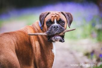 Boxer Breed Basics:Guide de ces chiots populaires 