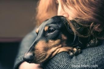 Répartition de la race de chien teckel :ces chiots sont-ils pour vous ? 