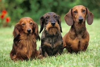 Répartition de la race de chien teckel :ces chiots sont-ils pour vous ? 