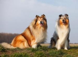 Faits sur la race des colleys rugueux standard 