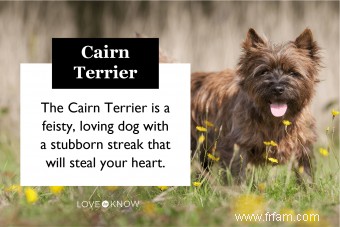 Faits sur la race Cairn Terrier, caractéristiques et soins, Oh My 