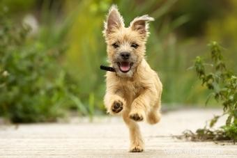 Faits sur la race Cairn Terrier, caractéristiques et soins, Oh My 