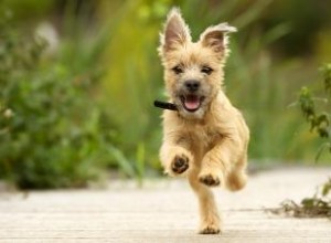 Faits sur la race Cairn Terrier, caractéristiques et soins, Oh My 