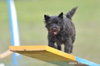 Faits sur la race Cairn Terrier, caractéristiques et soins, Oh My 