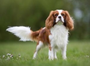 Cavalier King Charles Spaniel 101 :traits, origines et conseils d entretien 