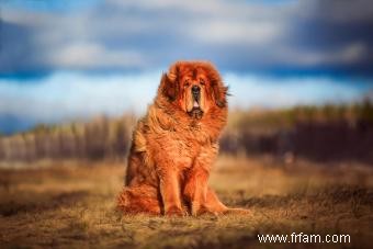 Caractéristiques du dogue tibétain :un chien de garde avec duvet 