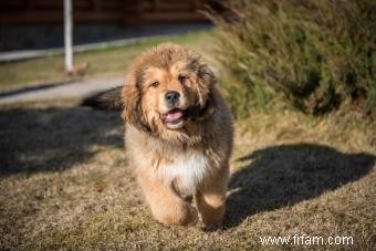 Caractéristiques du dogue tibétain :un chien de garde avec duvet 