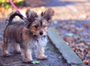 Caractéristiques, personnalité et soins de Chorkie 