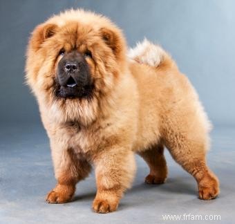 Race de chiots Chow Chow :caractéristiques, formation, santé et adoption 