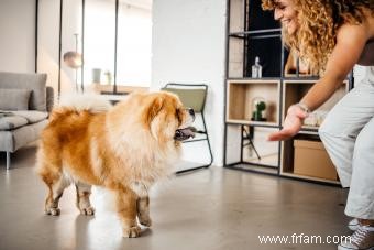 Race de chiots Chow Chow :caractéristiques, formation, santé et adoption 