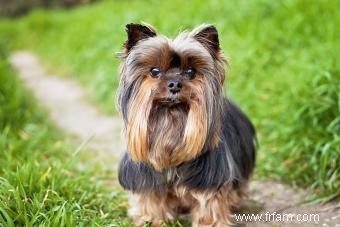 Caractéristiques communes des Yorkies qui les rendent si populaires 