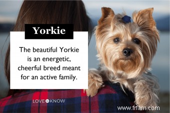 Caractéristiques communes des Yorkies qui les rendent si populaires 