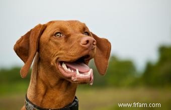 Traits et images communs de race de chien Vizsla 