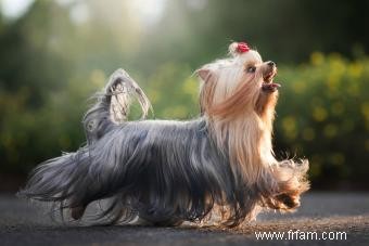 Caractéristiques communes des Yorkies qui les rendent si populaires 