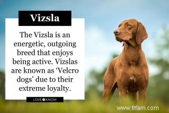 Traits et images communs de race de chien Vizsla 